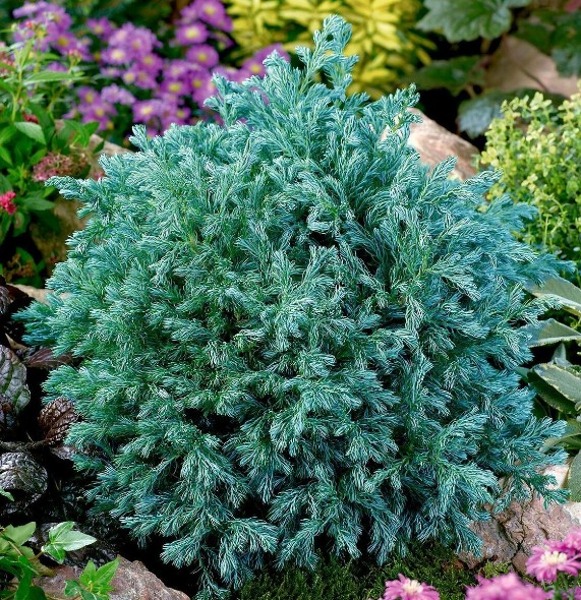 블루버드 측백나무 (랜덤배송) Chamaecyparis pisifera Boulevard : 티스투
