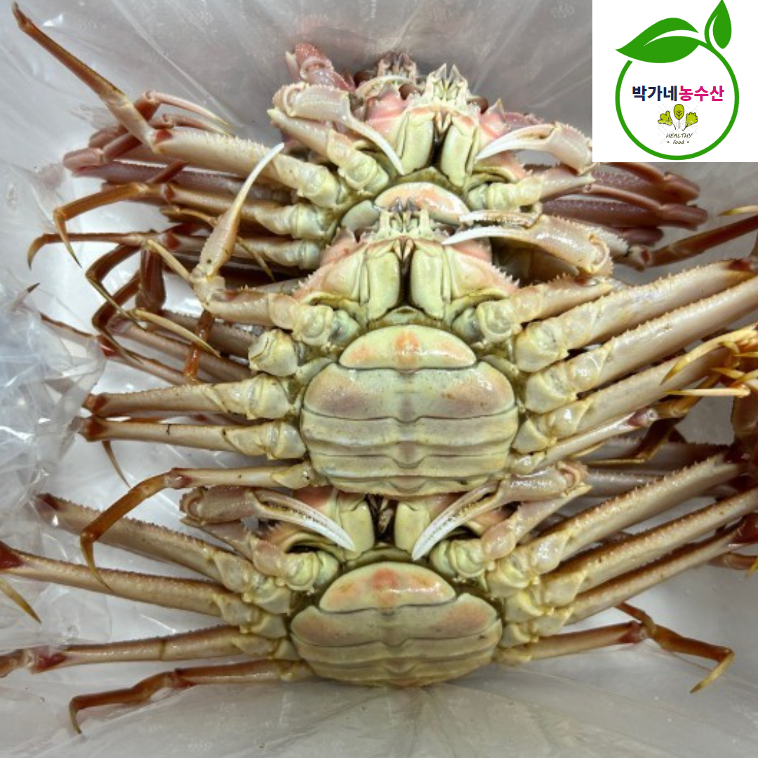 북해도 활 암 빵게 1kg 4-6미내외 일본산 대게 - 상세 이미지 4