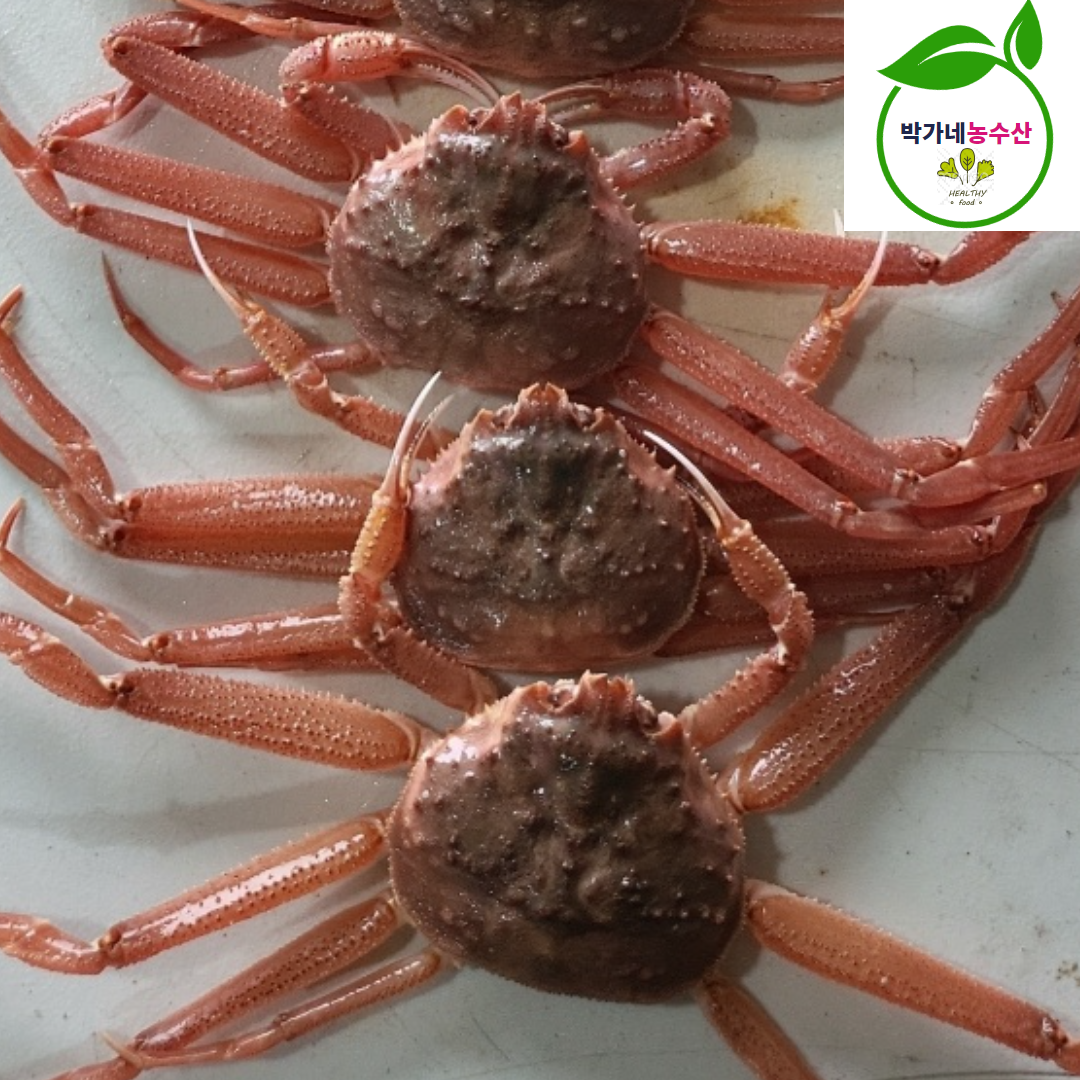 북해도 활 암 빵게 1kg 4-6미내외 일본산 대게 - 메인 이미지