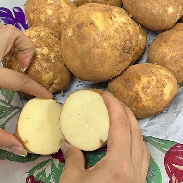 특 숙성 감자 요리 수미감자5kg 햇 두백감자 - 메인 이미지