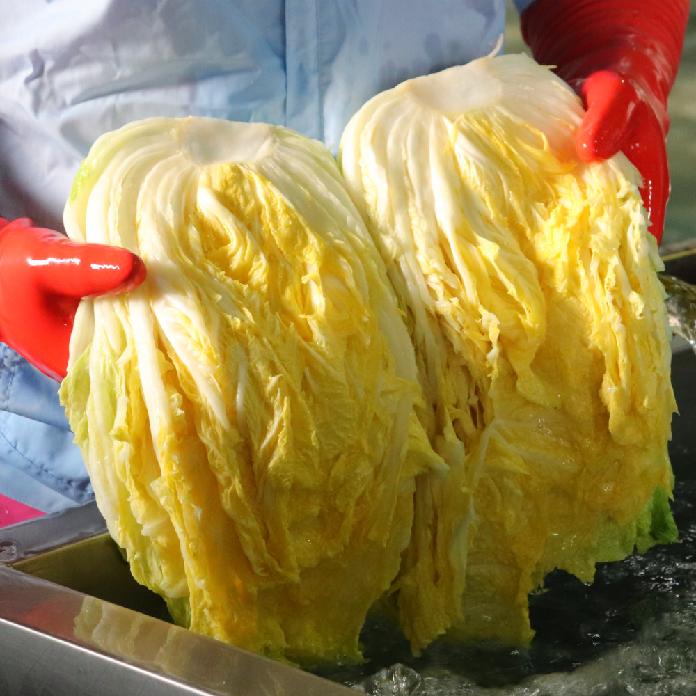 괴산절임배추 명품 고랭지 고냉지 김장 충북 절인배추 20kg - 메인 이미지