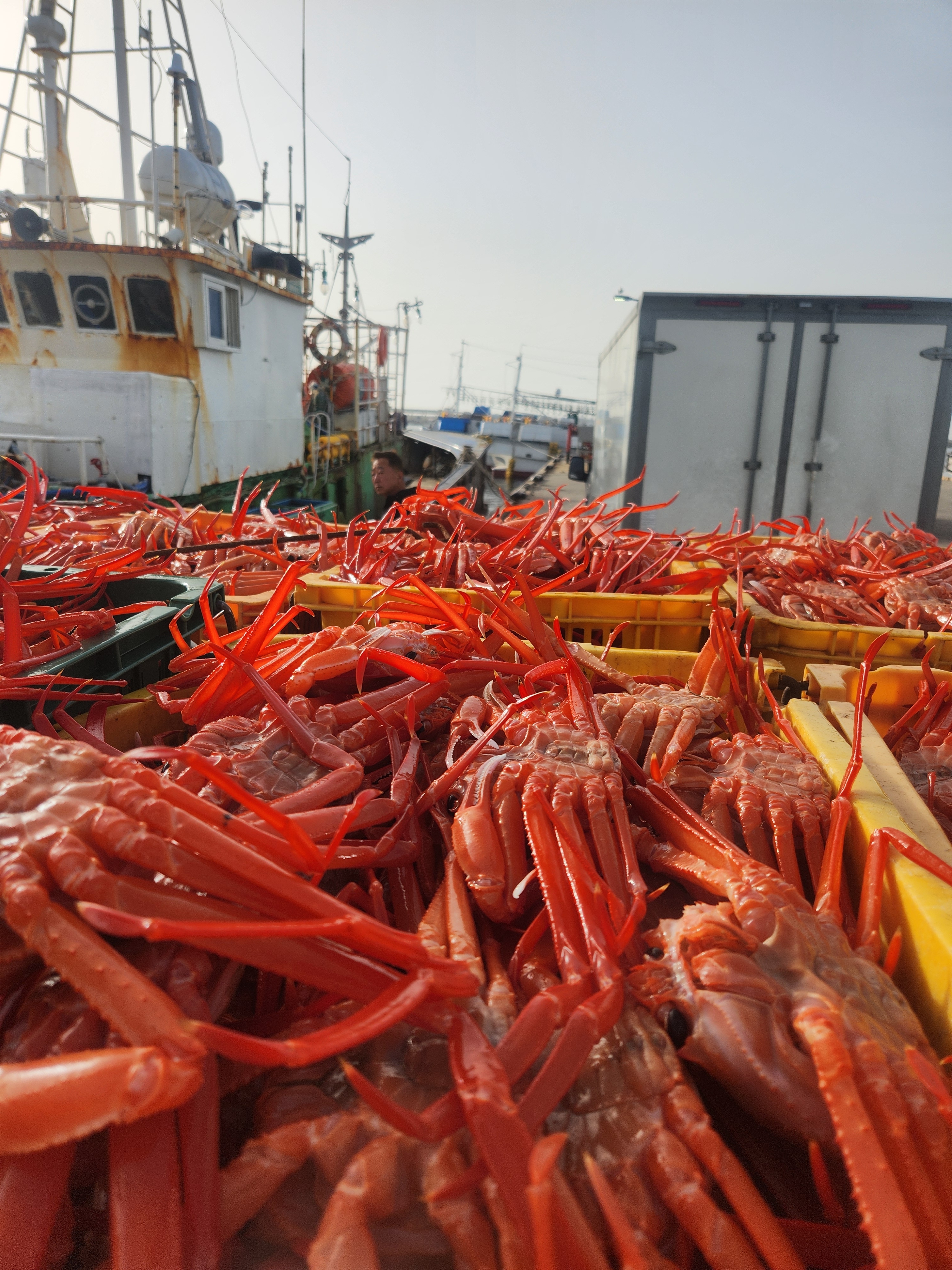 [싱싱한 울진 후포리 홍게 다리찜 1kg] 신선한 바다의 맛 / 든든한 대용량 간편식 이미지 6