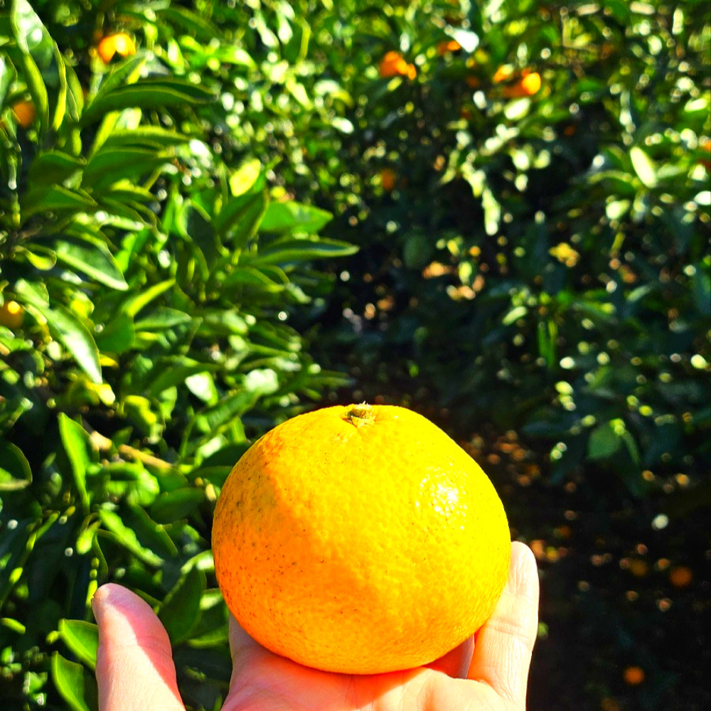 제주 햇 노지 하우스 감귤 가정용 황금향 선물세트