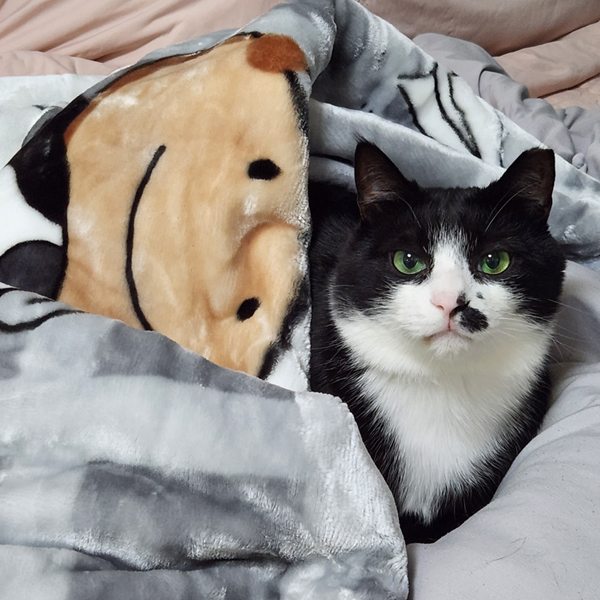 더베딩샵 고양이 강아지 반려동물 부드러운 담요 애착 이불 밍크 극세사