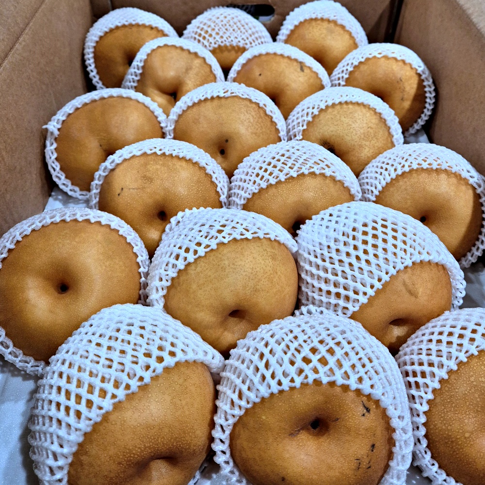 꼬마 햇 신고배 나주배 5kg 7.5kg 15kg 가정용 실속형