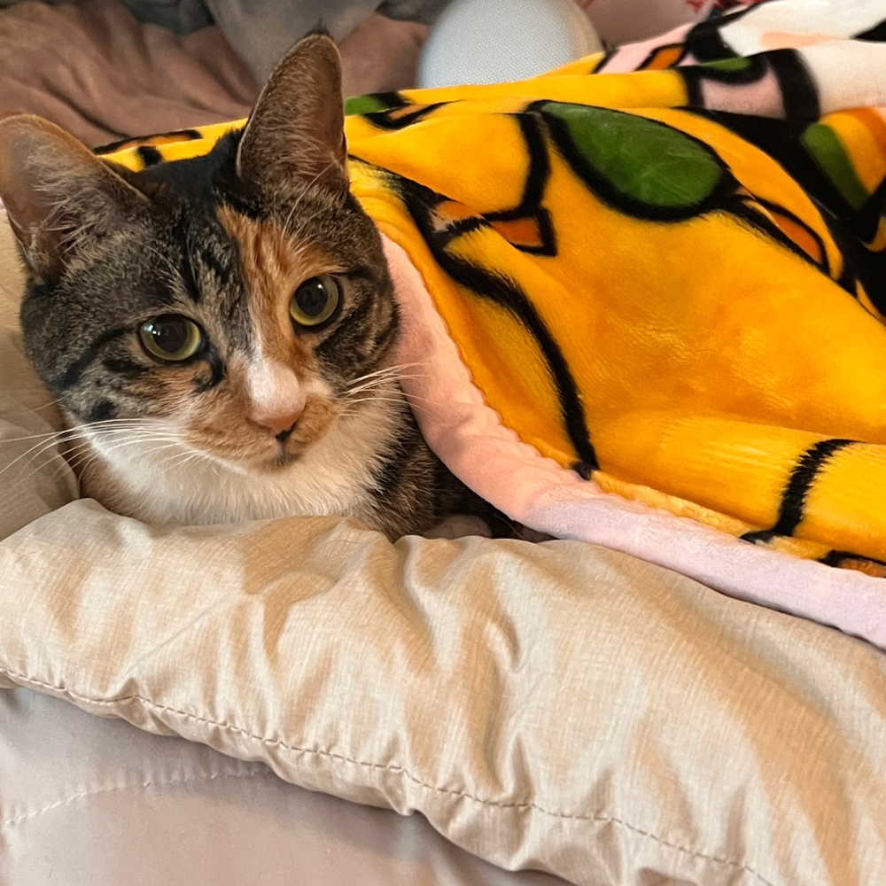 더베딩샵 고양이 강아지 반려동물 부드러운 담요 애착 이불 밍크 극세사