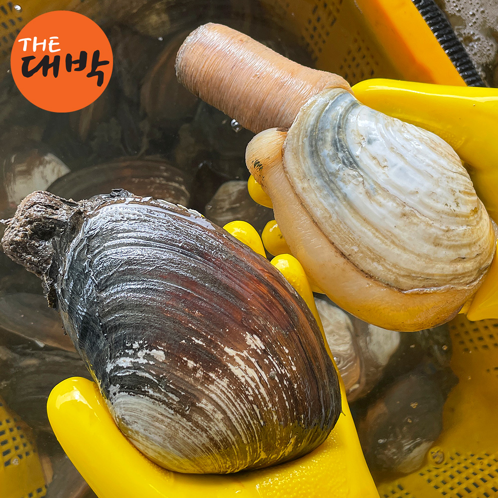 진짜 큰 왕우럭조개 코끼리조개 1kg 다이버채취