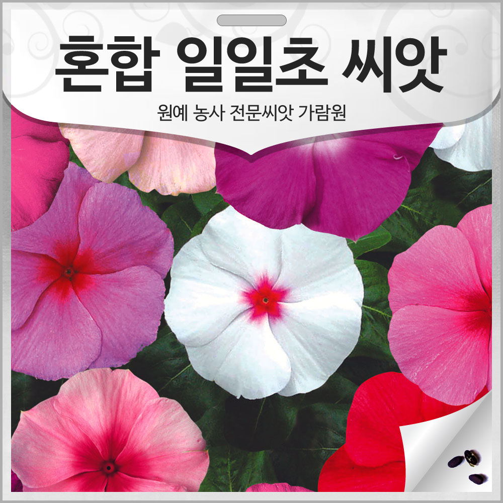 고급종 혼합 일일초 씨앗 일일초씨 종자 꽃씨 씨 10알 : 가람원