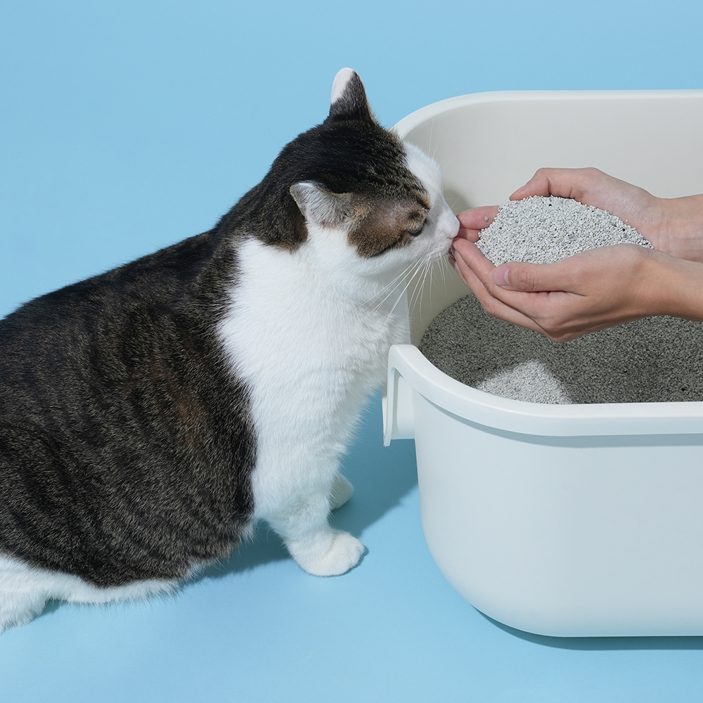 본아페티 프리미엄 고양이 벤토나이트 응고력 탈취력 좋은 먼지 없는 모래 6kg, 1개 - 상세 이미지 4