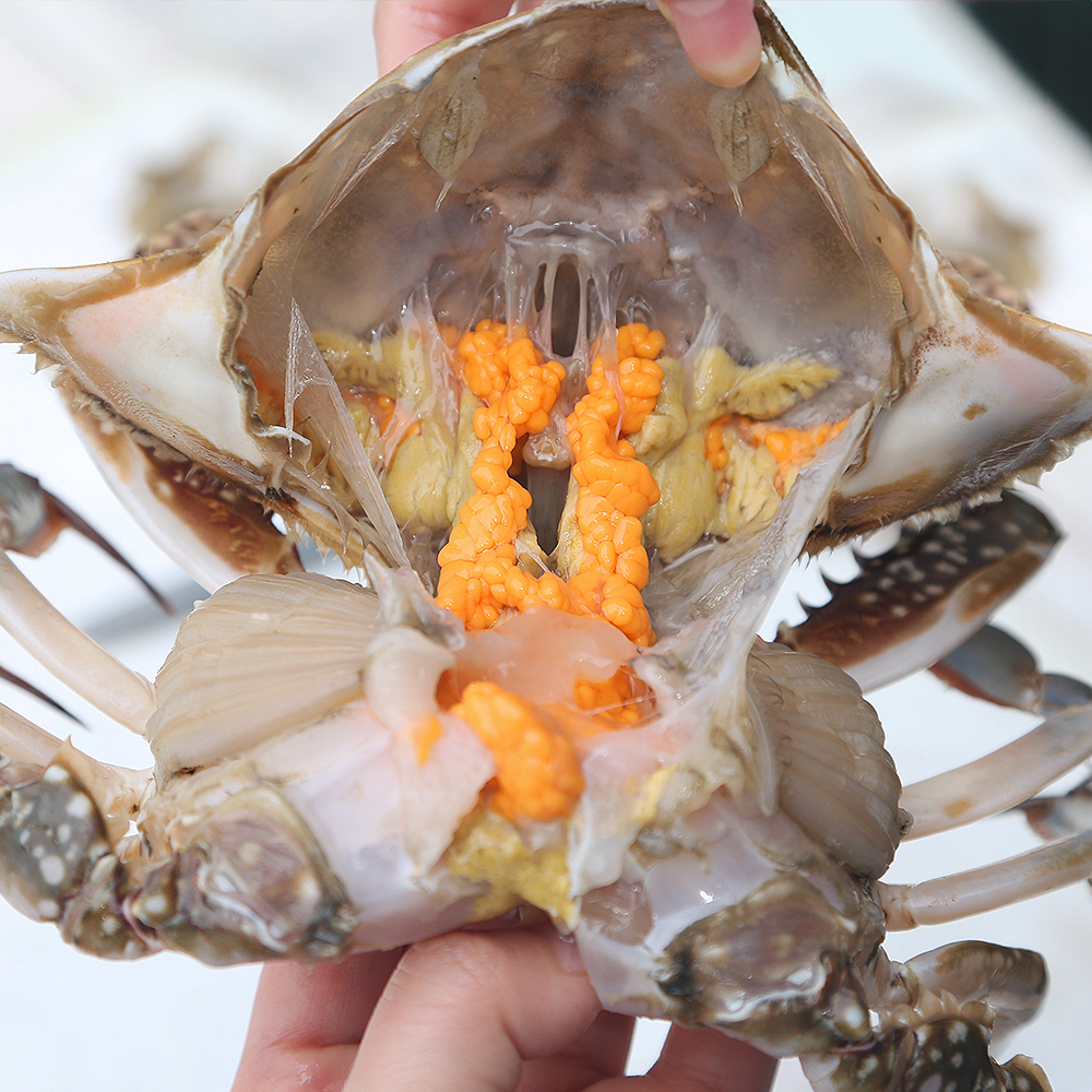 제철 꽃게 1kg 2kg 3kg 가을 봄 활꽃게 숫꽃게 암꽃게 냉동 급냉 절단 상품 이미지