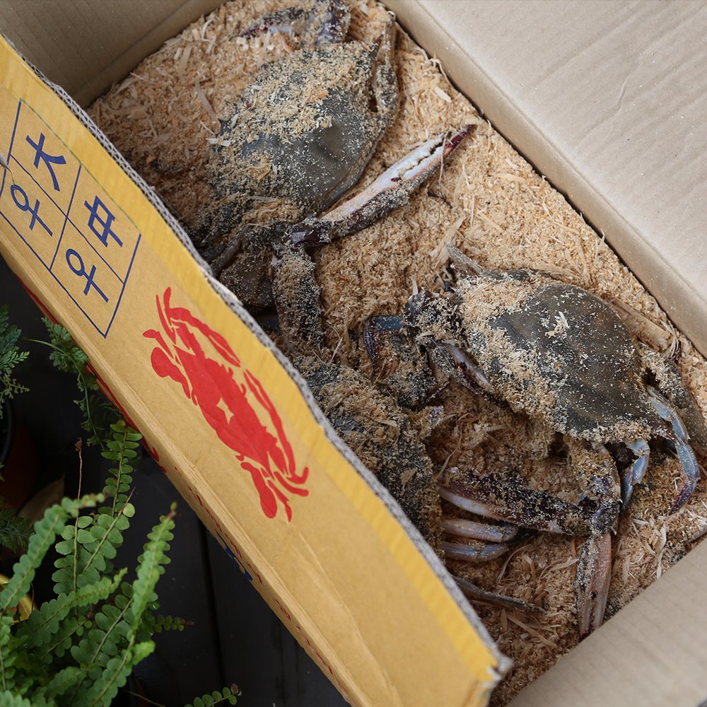 제철 꽃게 1kg 2kg 3kg 가을 봄 활꽃게 숫꽃게 암꽃게 냉동 급냉 절단 상품 이미지