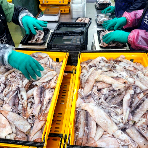 싱싱한 선동 초코 오징어  진짜 한입 오징어 500g+500g - 상세 이미지 4
