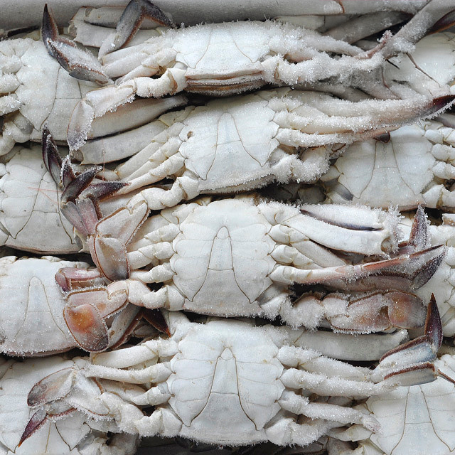 국내산 연평도 숫꽃게 3kg 제철 생물 급냉 냉동 꽃게 양념게장 시세 - 상세 이미지 4