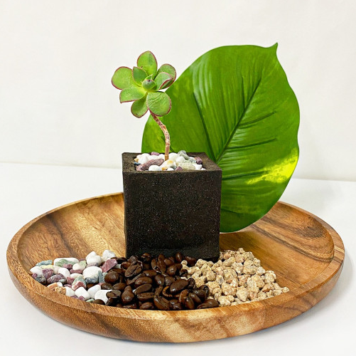 친환경 커피박 화분 화초심기 DIY 키트 환경교육 애플하우스 - 상품 이미지