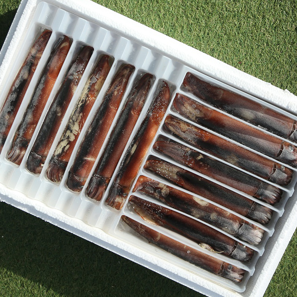 초코오징어 5마리 통찜용 선동 오징어 활 생물 냉동 손질 이미지 6