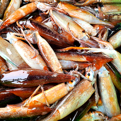 싱싱한 선동 초코 오징어 진짜 한입 오징어 500g+500g