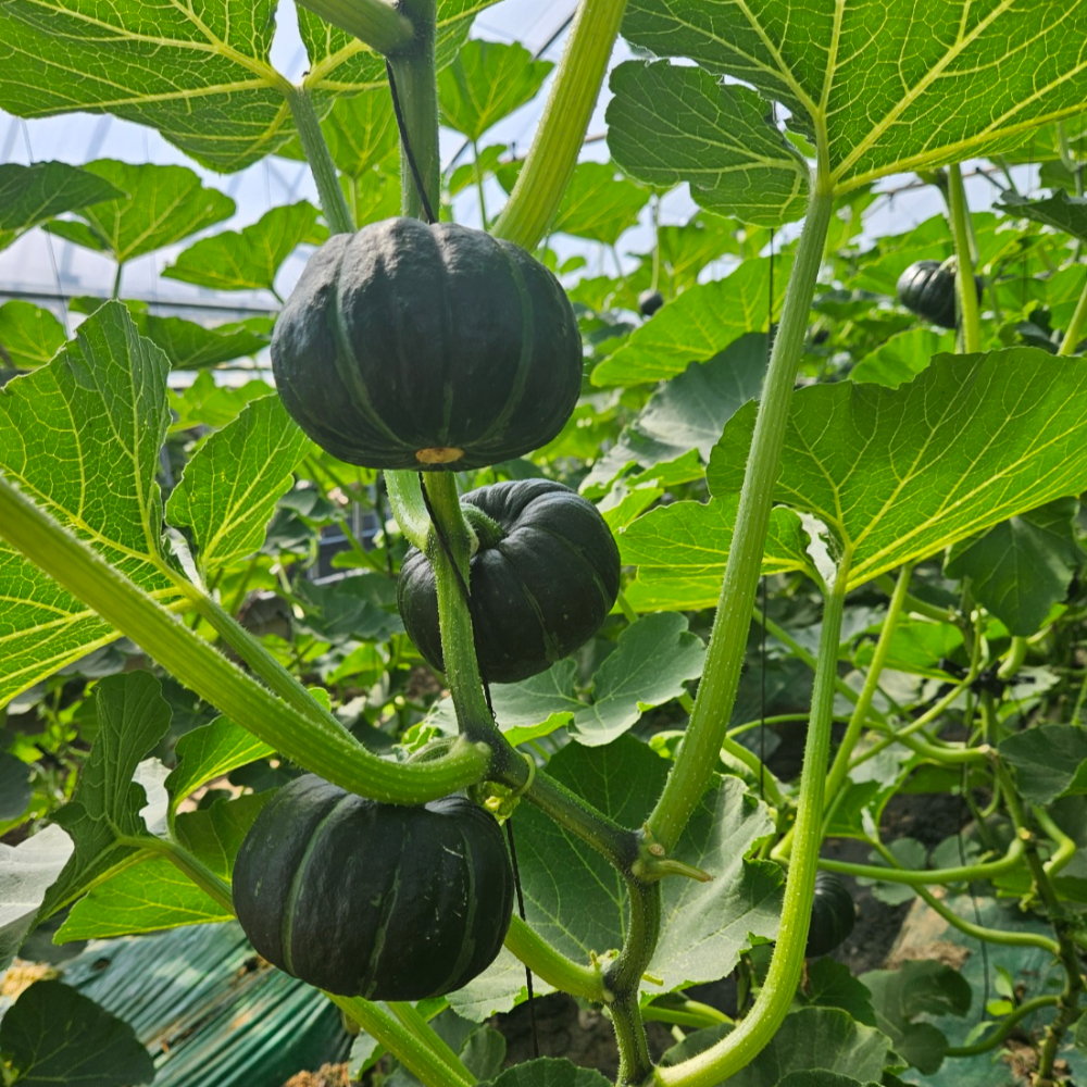 국내산 단호박 2kg 5kg 10kg - 메인 이미지