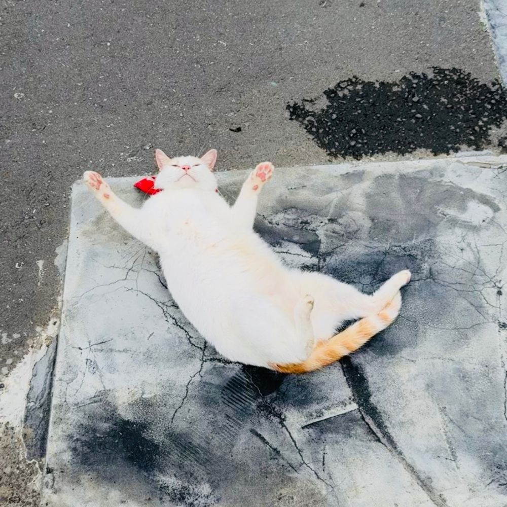 대만 일일 택시투어 (6-10시간 선택) 예스진지 예스지 예스폭지 예스폭진지 시내투어가능 이미지 2