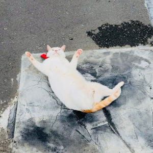 대만 일일 택시투어 (6-10시간 선택) 예스진지 예스지 예스폭지 예스폭... 솔직 후기 | 실사용자 리뷰 분석 - 상품 이미지 2