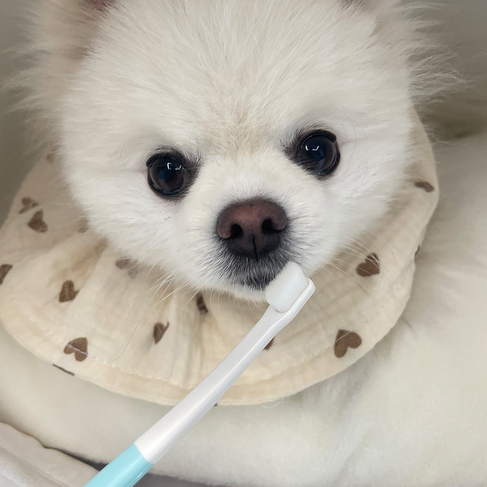 코코몰리 강아지 고양이 칫솔 구내염 치석 입냄새 플라그 치약 초미세모 논슬립 오랄케어 - 상세 이미지 5