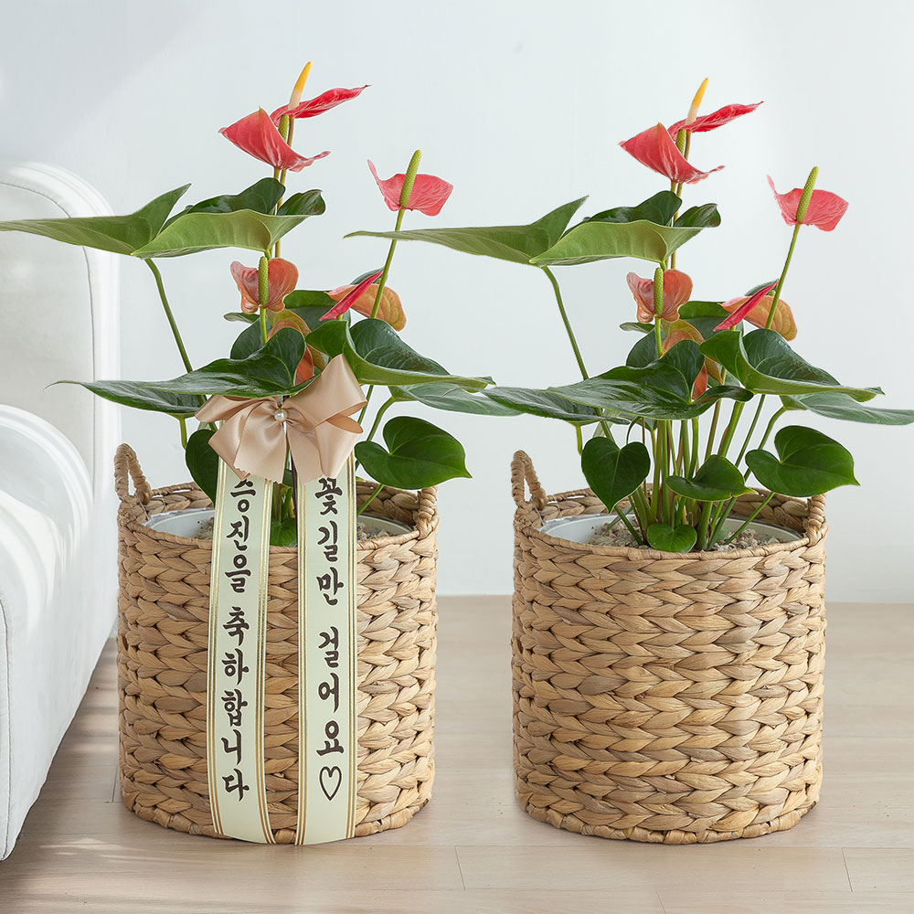 레드 안스리움 라탄 승진화분 승진축하 영전 키우기쉬운 반려식물 인테리어 플랜테리어 중소형 - 상세 이미지 3