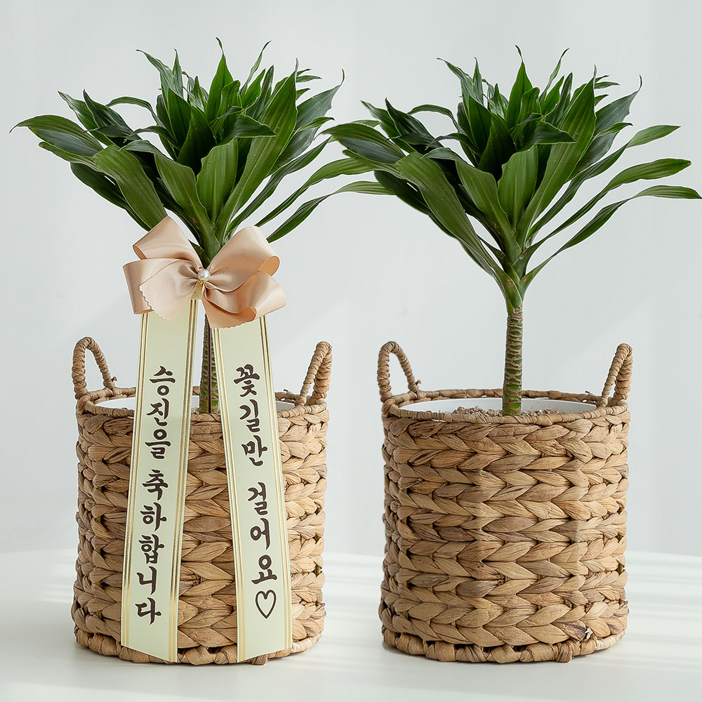 콤팩타 라탄 승진화분 승진축하 영전 키우기쉬운 음지 반려식물 인테리어 플랜테리어 중소형 - 메인 이미지
