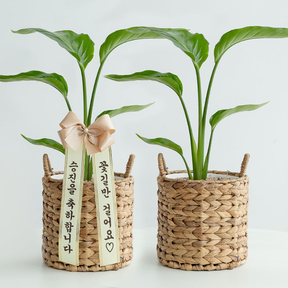 극락조 라탄 돈들어오는 개업 축하화분배달 개업식화분 집들이 인테리어 거실화분 선물 중소형