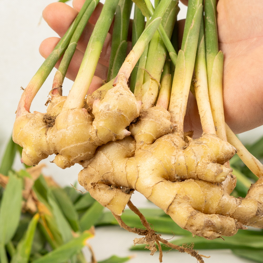 세척한 햇 토종 생강 3kg 국산 깨끗한 깐생강 겨울차 양념 - 상세 이미지 5