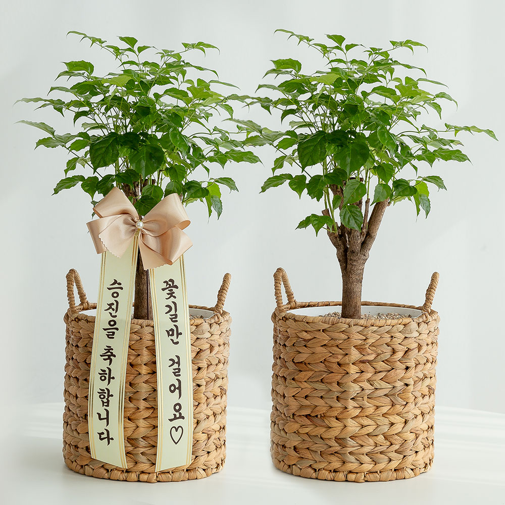 녹보수 라탄 돈들어오는 개업 축하화분배달 개업식화분 집들이 인테리어 거실화분 선물 중소형