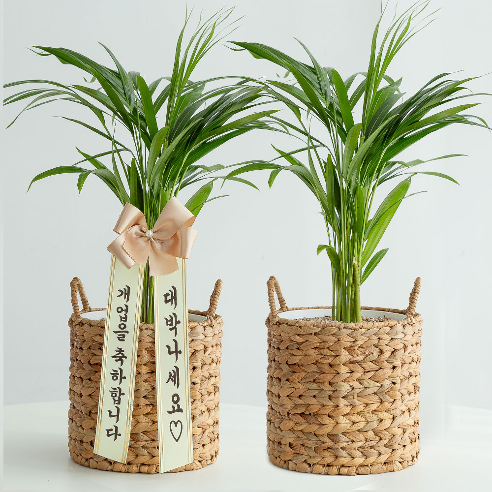 아레카야자 라탄 플랜테리어 음지식물 키우기쉬운 반려식물 인테리어 승진화분 승진축하 중소형