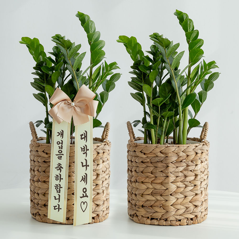 금전수 돈나무 라탄 돈들어오는 개업 축하화분배달 개업식화분 집들이 거실화분 선물 중소형