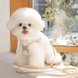 국산 뿌꾸베베 뉴트럴 X형 강아지하네스 가죽 안경하네스 소형견 중형견 가... 솔직 후기 | 실제 사용자 리뷰 총정리 - 상품 이미지 1