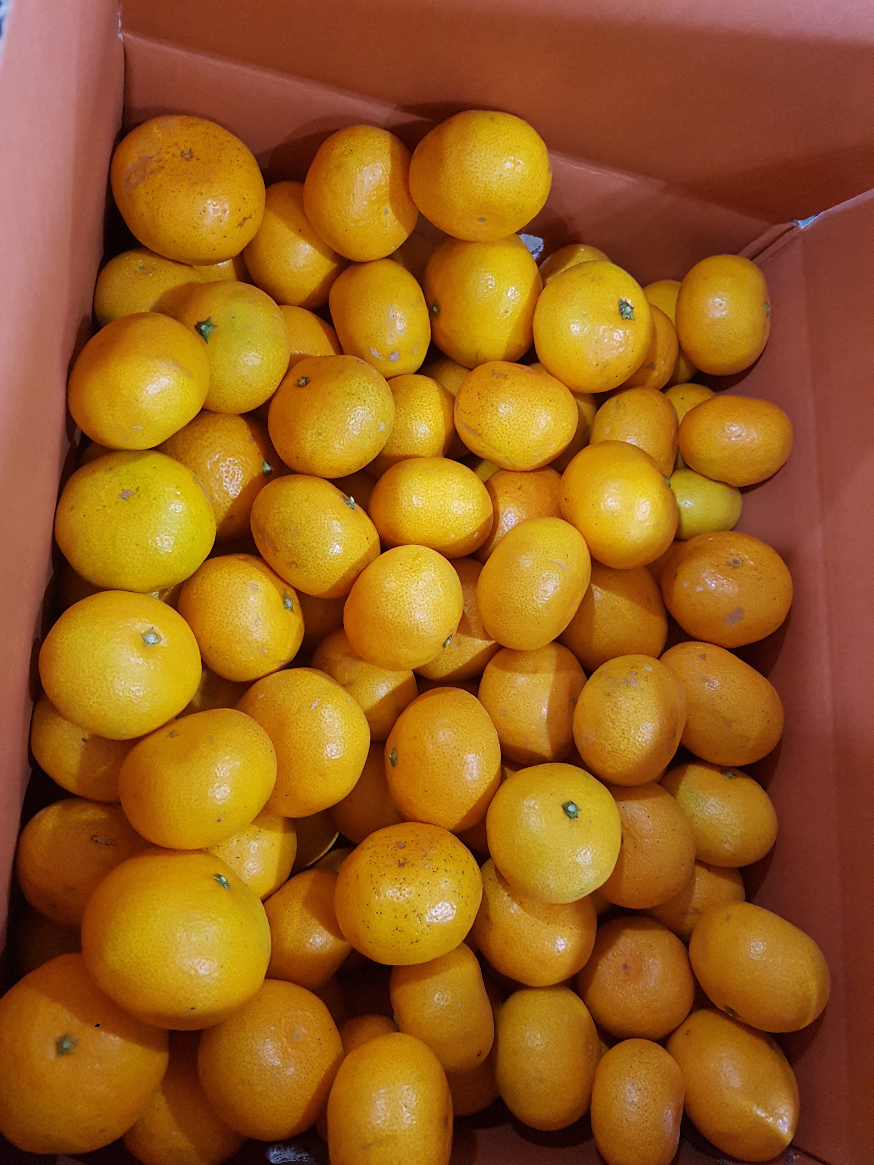 고당도 극조생 감귤 가정용 대과 4.5kg 9kg 효돈감귤 이미지 8