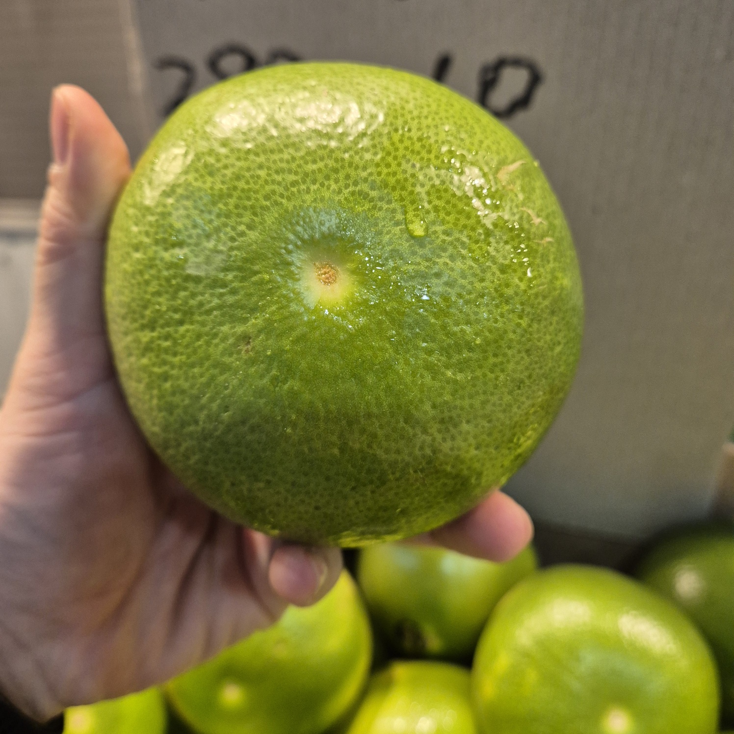 미국 점보과 메로골드 청자몽 550g, 5개 - 상세 이미지 4