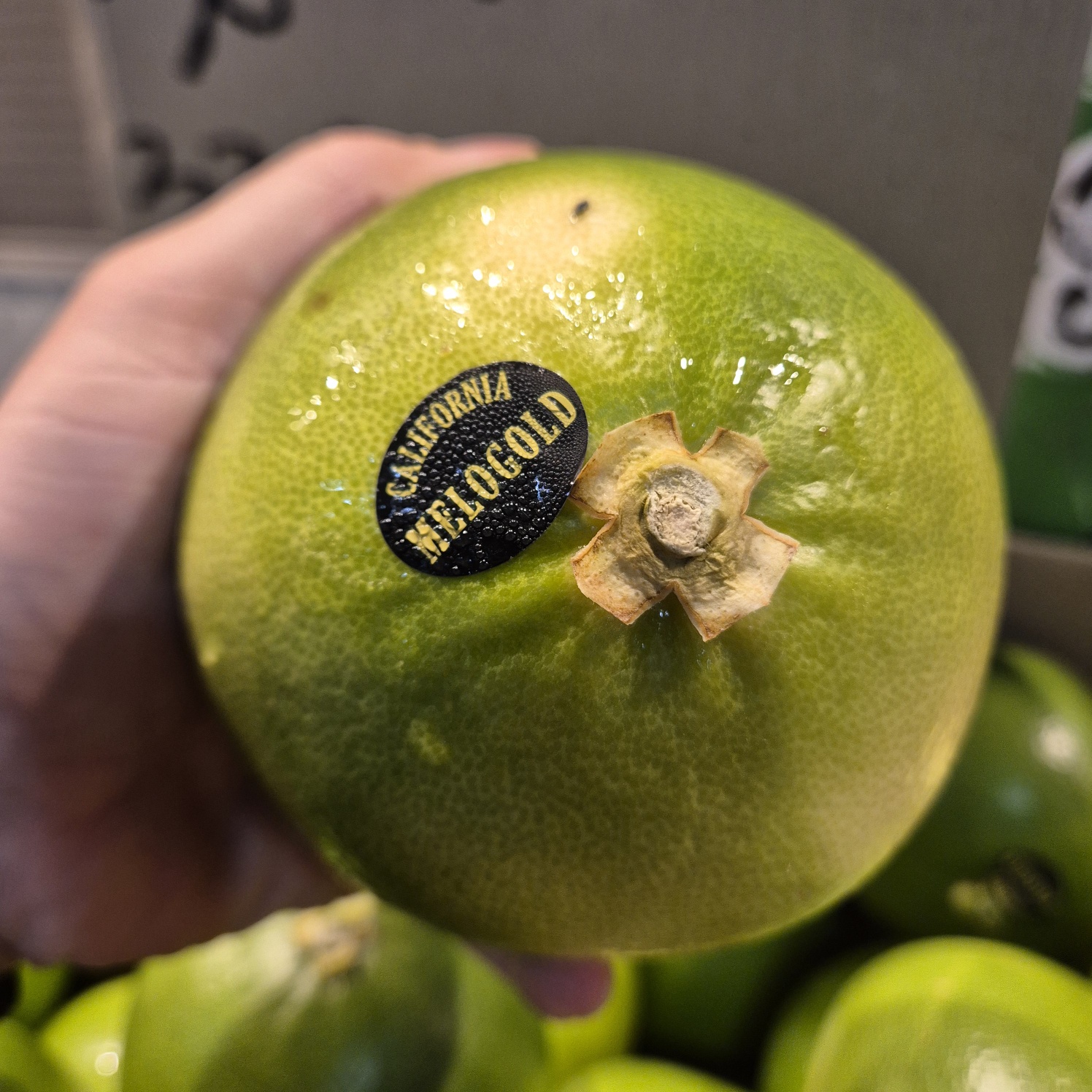 미국 점보과 메로골드 청자몽 550g, 5개 - 상세 이미지 5