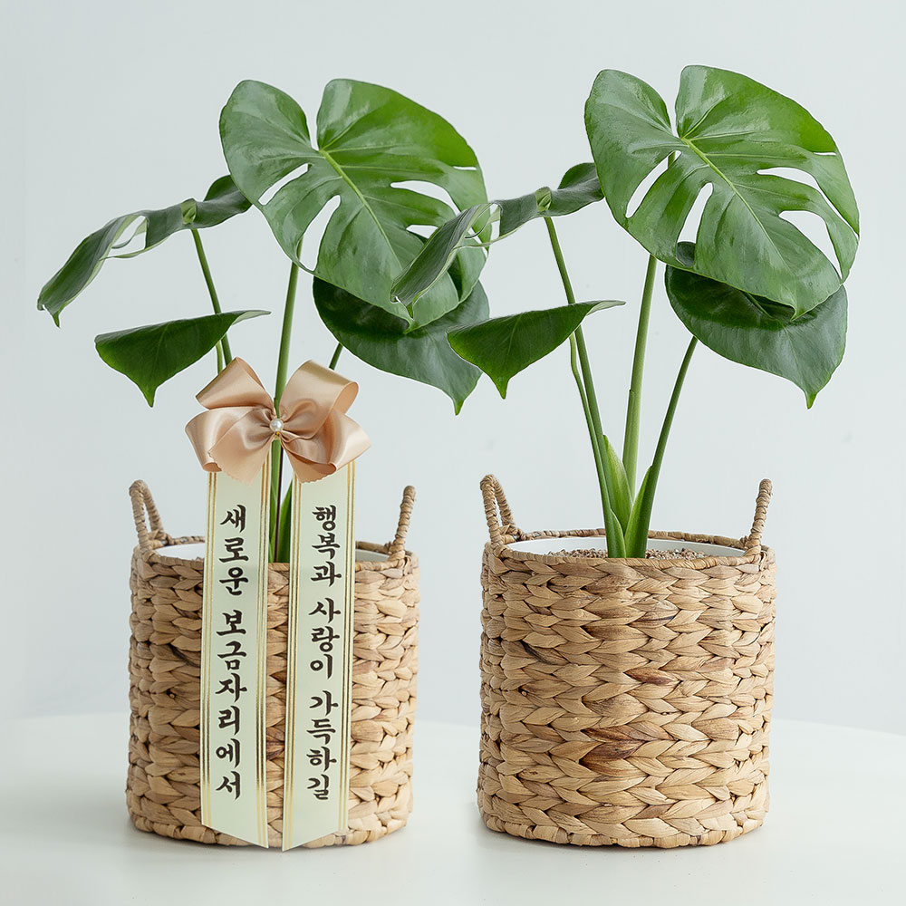 몬스테라 라탄 플랜테리어 음지식물 키우기쉬운 반려식물 인테리어 승진화분 승진축하 중소형