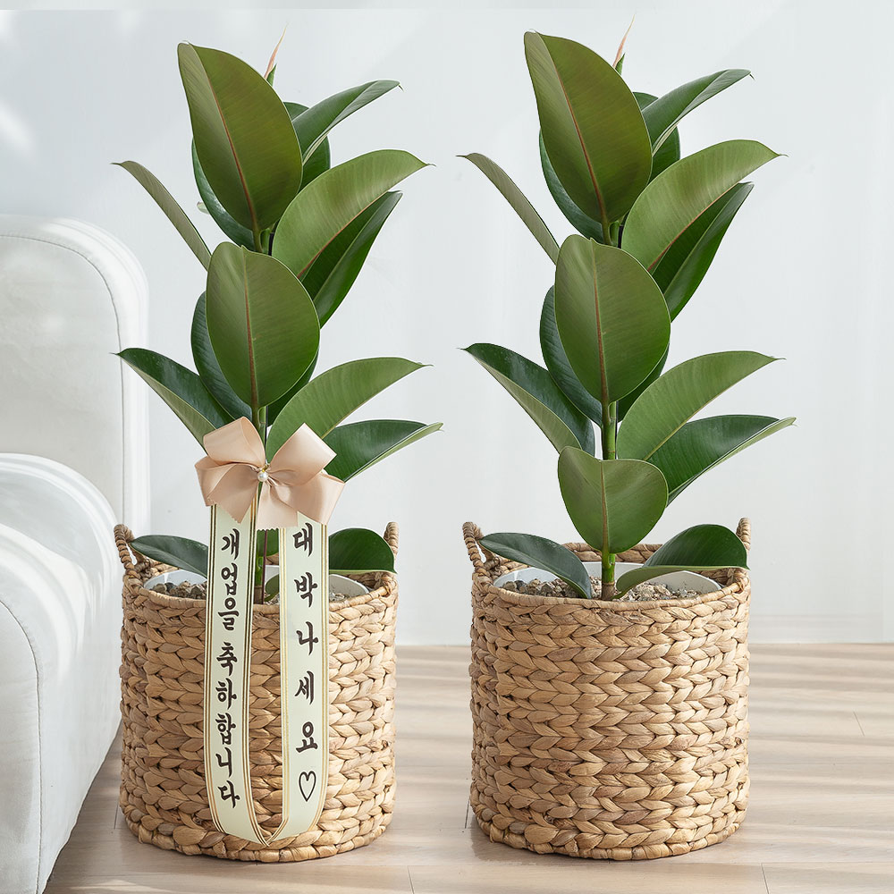 중형 인도고무나무 라탄 승진화분 승진축하 영전 키우기쉬운 반려식물 인테리어 플랜테리어