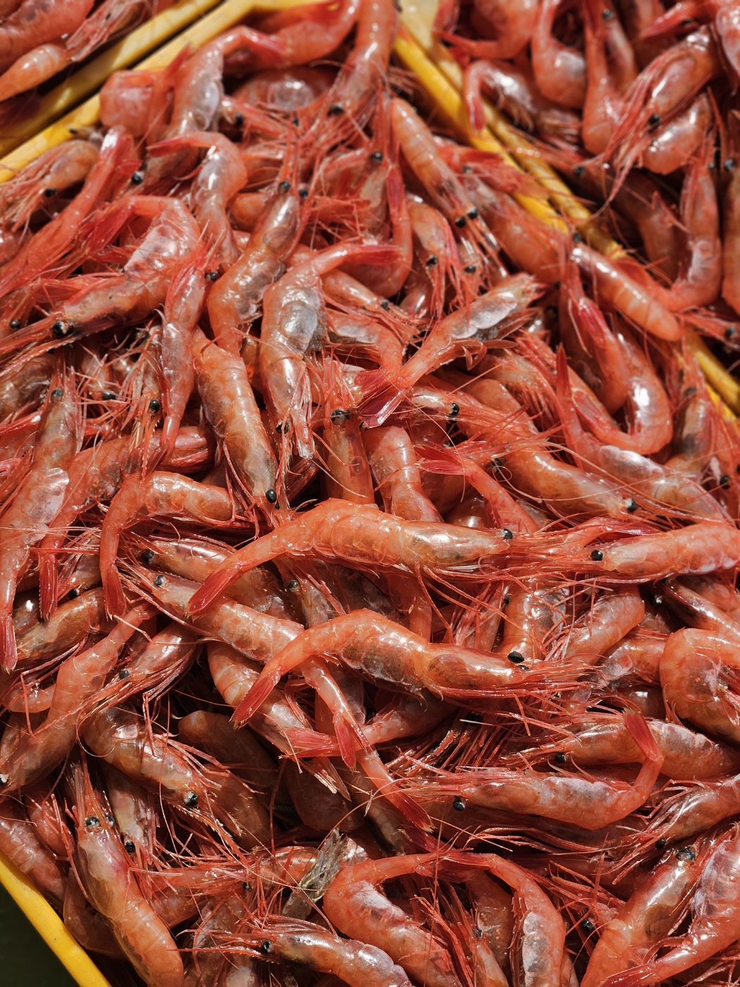국내산 단새우 회 아마애비 홍새우 500g - 상세 이미지 4