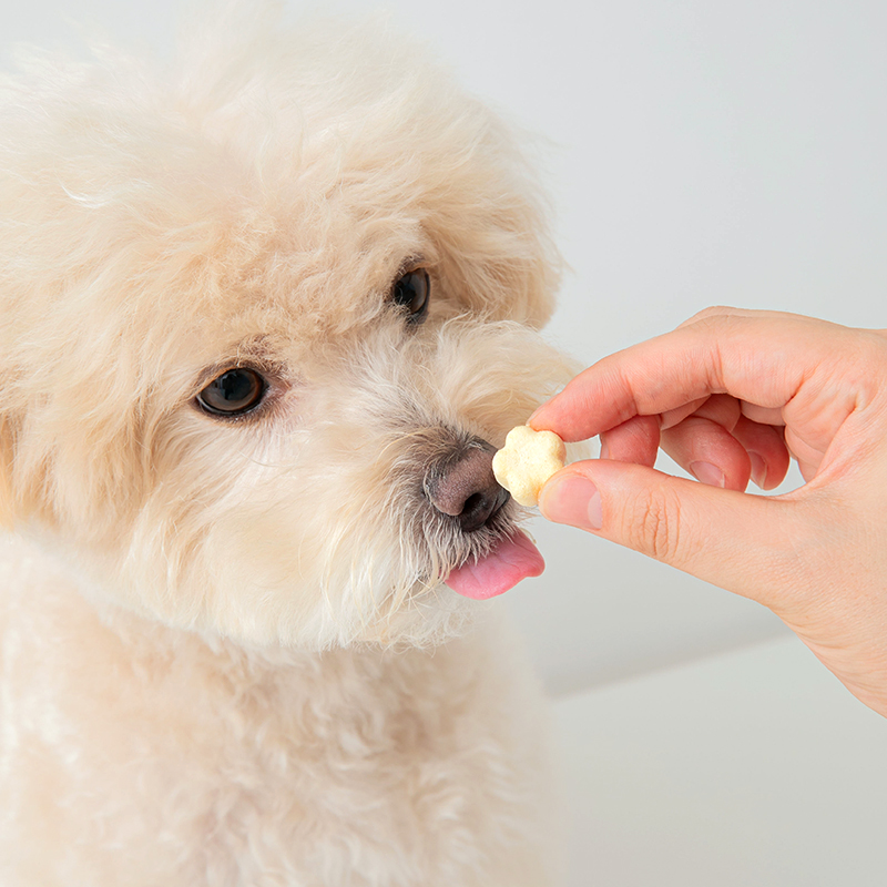 강아지 유산균 치즈 토퍼 밥꾸 간식 코티지 생치즈 프로바이오틱스 함유 고단백 저지방 저염 저칼로리 꽃모양 30g 1ea 이미지 4