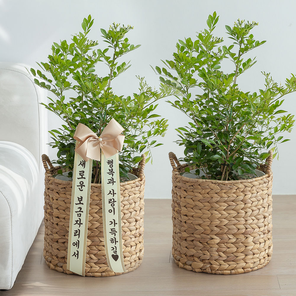 중형 오렌지자스민 승진화분 승진축하 영전 키우기쉬운 음지식물 반려식물 인테리어 플랜테리어