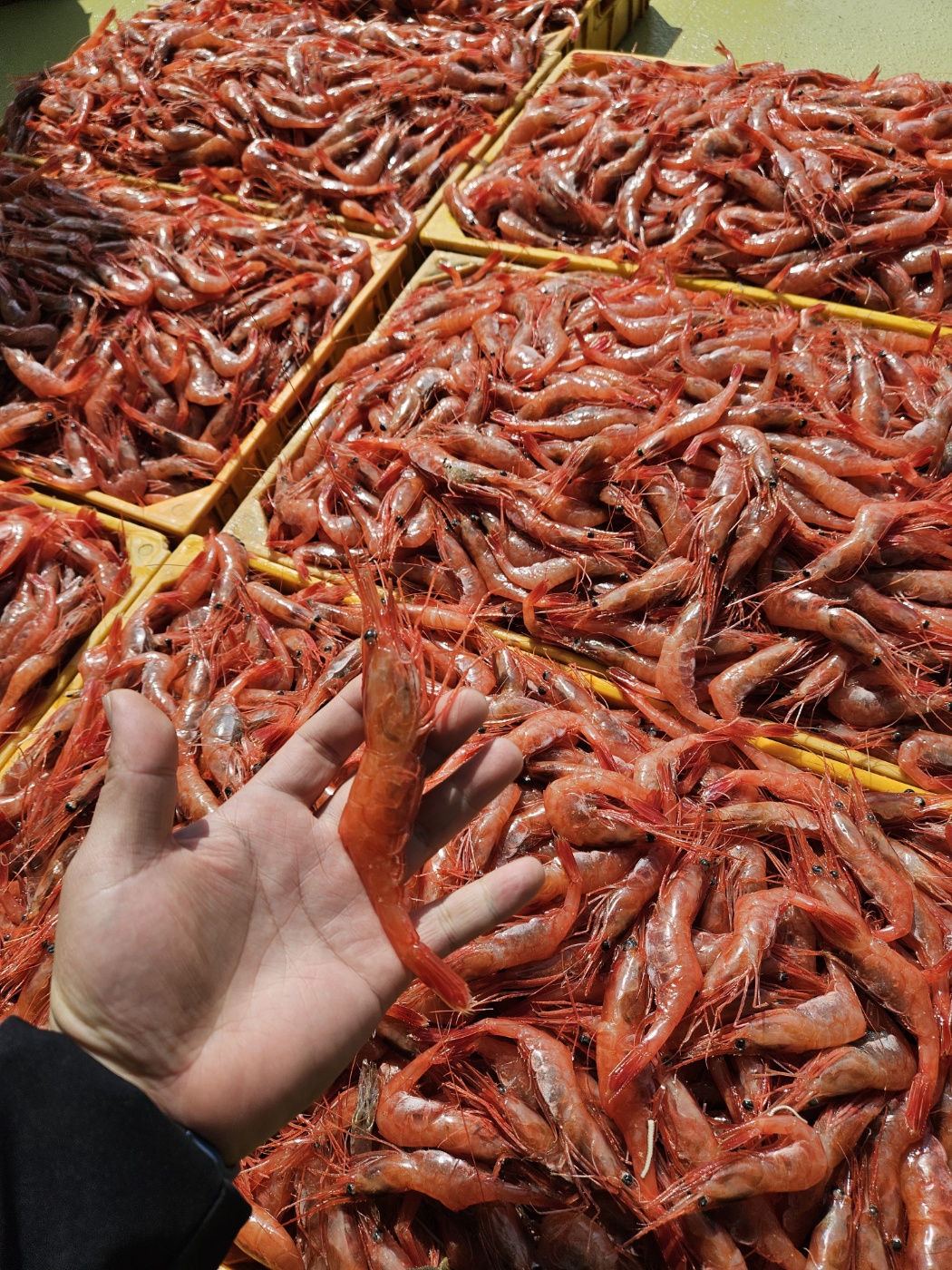 국내산 단새우 회 아마애비 홍새우 500g - 상세 이미지 5