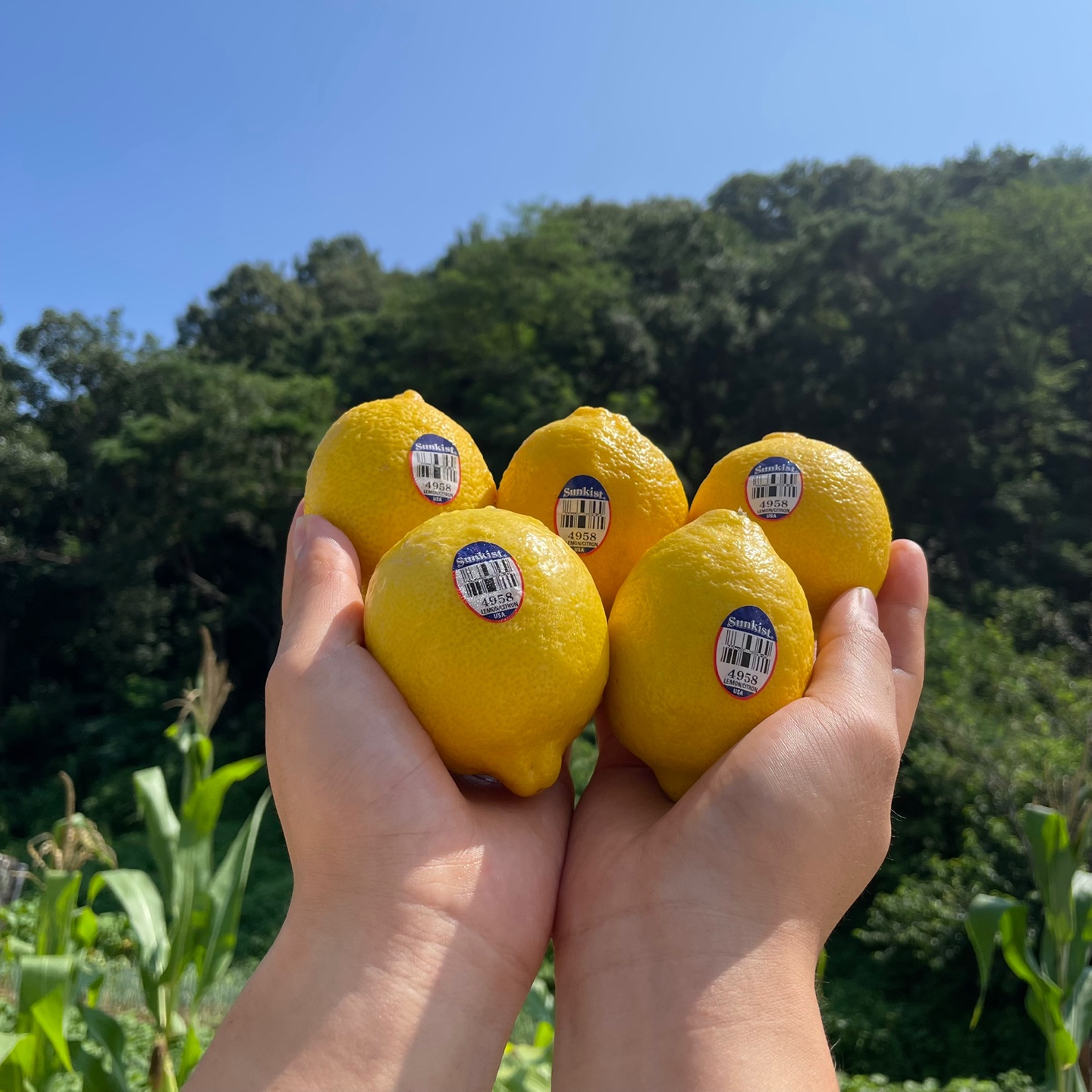 못난이레몬 50개 6kg내외 1박스 - 상세 이미지 3