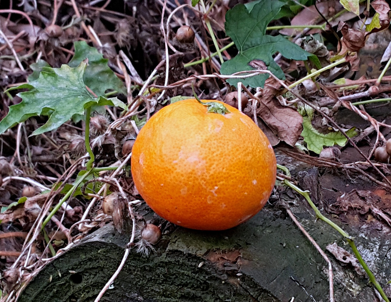 극조생 조생 노지 유라실생 유라조생 제주감귤 3kg 5kg 10kg 못난이 제주 산지직송