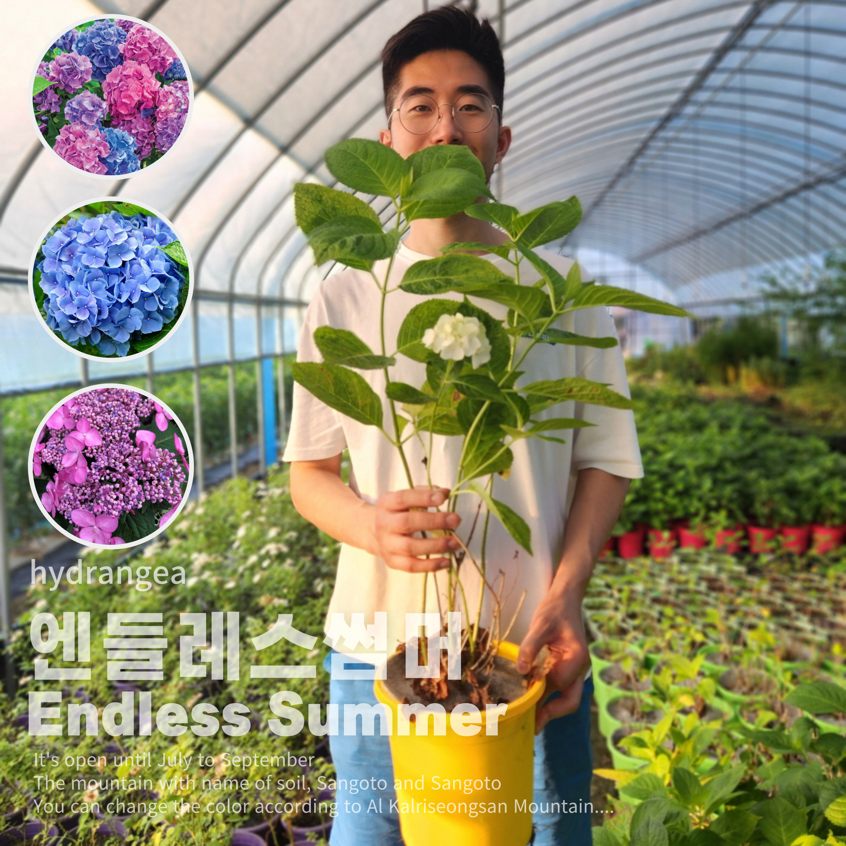 엔들레스썸머 수국 오리지널 3년 7치 화분묘