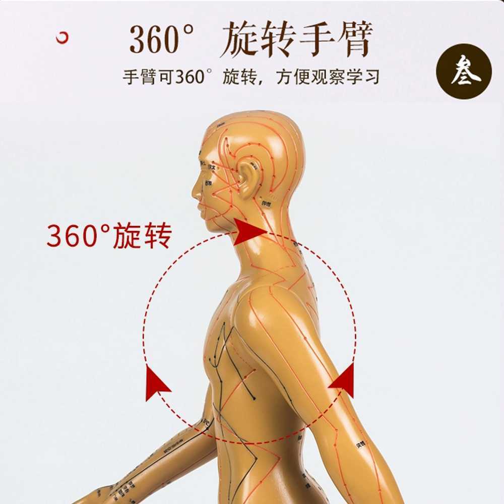 한의원 모형 혈자리 경혈 표시 침구 인체 교육용 전신 54cm 하드 - 상세 이미지 2