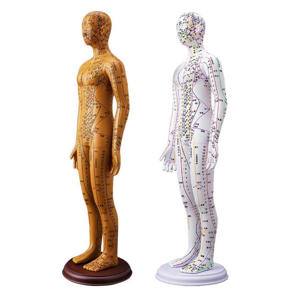한의원 모형 혈자리 경혈 표시 침구 인체 교육용 전신 54cm 하드 - 상품 이미지