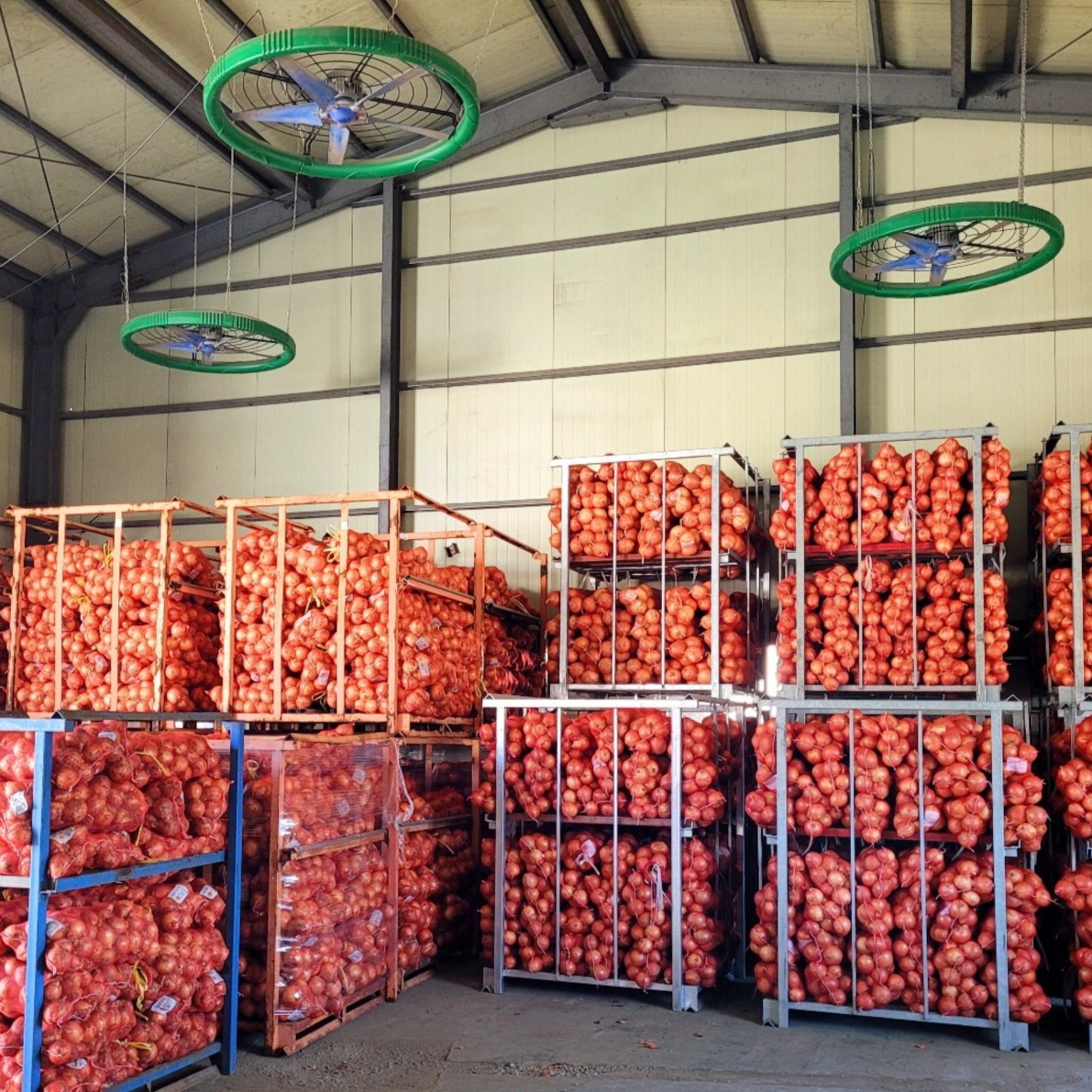 25년 무안 햇 양파 깐양파 3kg 5kg 국내산