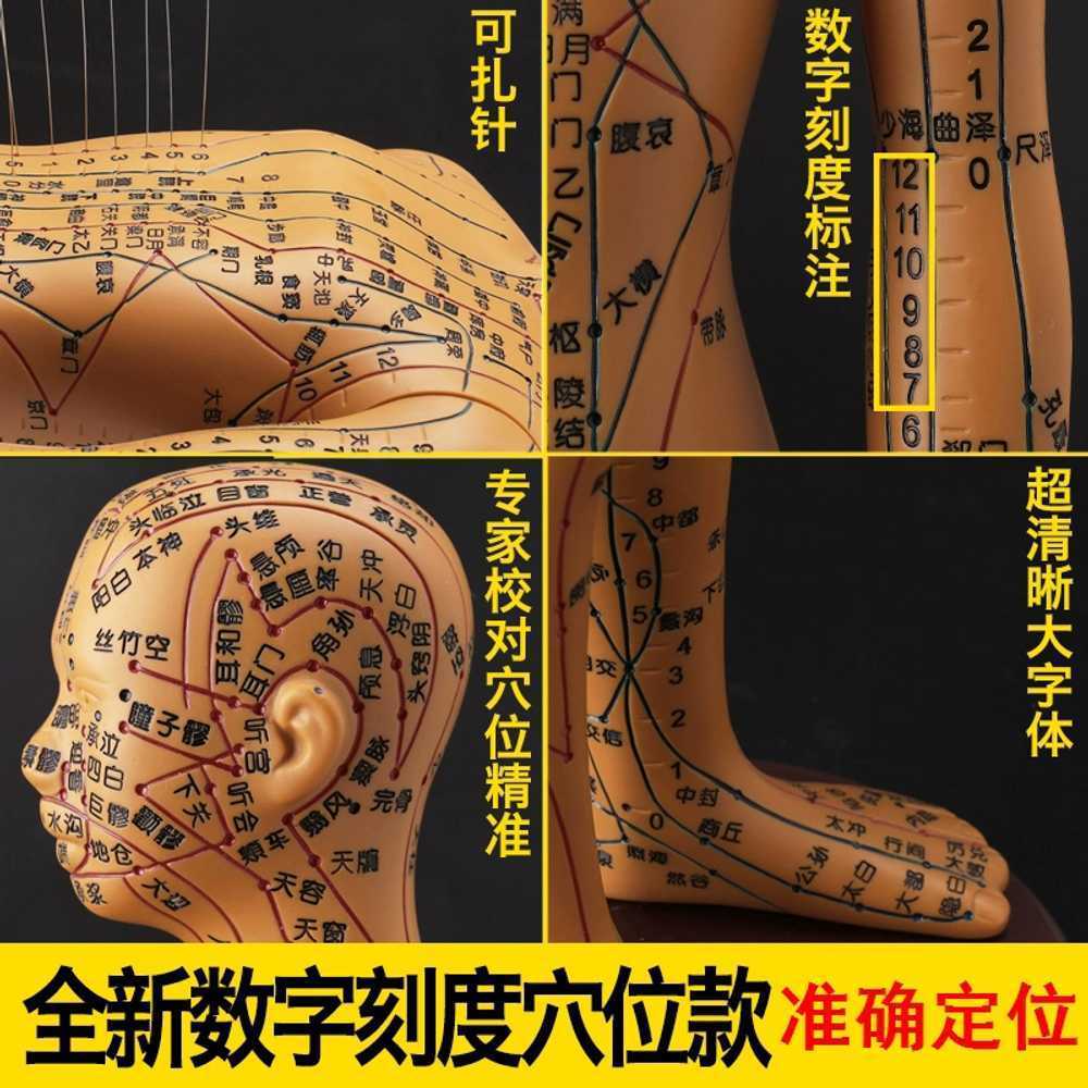 한의원 모형 혈자리 경혈 표시 침구 인체 교육용 전신 54cm 하드 - 상세 이미지 3
