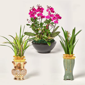 서양란 서양난 영전 승진 취임 개업화분 호접란 만천홍 축하난 고급 식물선... 솔직 후기 | 실사용자 리뷰 분석 - 상품 이미지 2