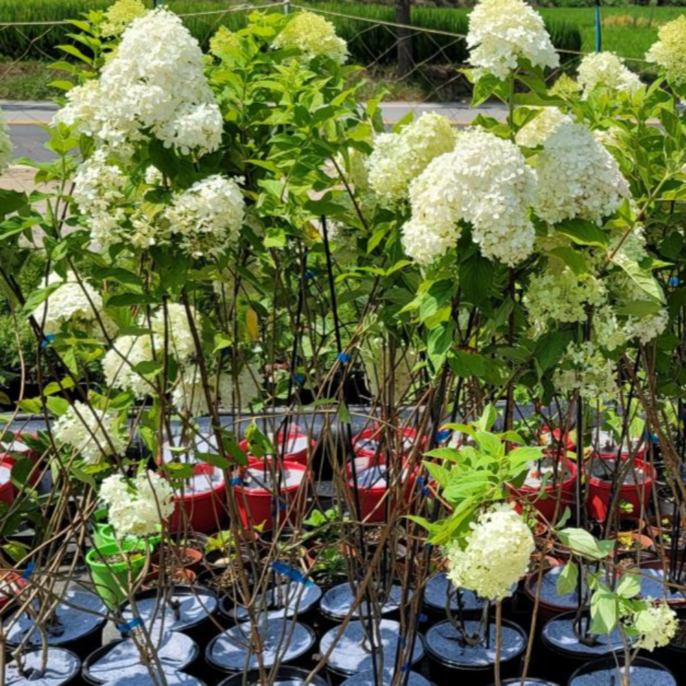 수국 나무 목수국 라임라이트 대품 3년 7치 화분묘 개화주